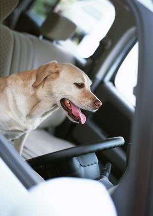 コローレを取り扱っている那覇市のレンタカー店